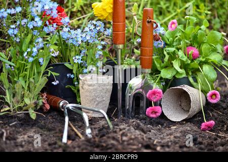 Attrezzi di giardinaggio e fiori primaverili nel giardino. Concetto di giardinaggio. Foto Stock