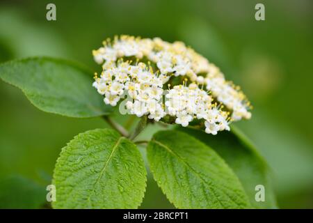 Fiore Wayfaring Tree (Viburnum lantana) con gocce dopo la pioggia Foto Stock