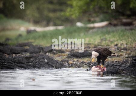 Nel sud-est dell'Alaska, aquila calva, leucosfalo di Haliaetus e altri animali selvatici nelle isole Blashke attraggono avventurieri in una piccola crociera su nave. Foto Stock
