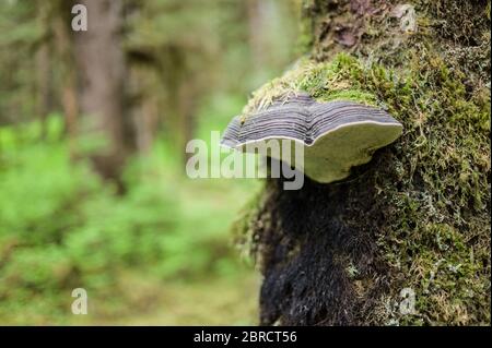 Il Glacier Bay National Park, nella parte sud-orientale dell'Alaska, USA, offre viste panoramiche sulla foresta e sulla fauna selvatica. Foto Stock