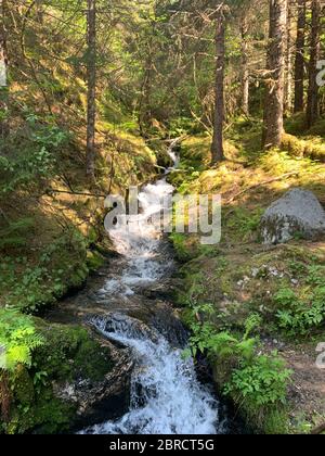 West Glacier Trail, Tongass National Forest, Juneau, Alaska sudorientale, si snoda attraverso la foresta passando accanto alle cascate fino al lato occidentale del ghiacciaio Mendenhall Foto Stock