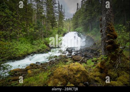 Cascade Trail, Thomas Bay, Alaska sudorientale, USA, è un remoto Tongass National Forest Trail lungo Cascade Creek, goduto da turisti avventurosi su un Foto Stock