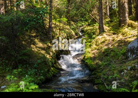 West Glacier Trail, Tongass National Forest, Juneau, Alaska sudorientale, si snoda attraverso la foresta passando accanto alle cascate fino al lato occidentale del ghiacciaio Mendenhall Foto Stock