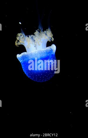 Meduse macchiate australiane (Phyllorhiza punctata), in acqua, prigioniera, Svizzera Foto Stock