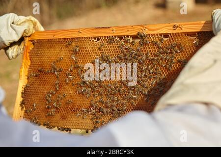 l'apicoltore tiene una cella di miele con le api. Foto Stock