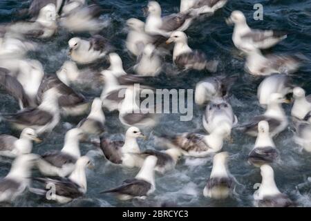 Sciame fulmari settentrionali (Fulmarus glacialis) sull'acqua, Urland eystra settentrionale, Islanda Foto Stock