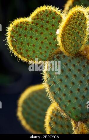 Opuntia ficus-indica (pera di prickly), forma del cuore, cactus, Lanzarote, Isole Canarie, Isole Canarie, Spagna Foto Stock