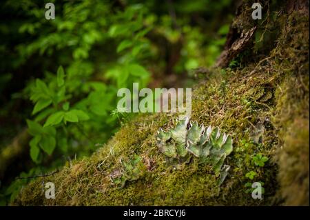 Cascade Trail, Thomas Bay, Alaska sudorientale, USA, è un remoto Tongass National Forest Trail con vista ravvicinata della sottobosco forestale come il lichen. Foto Stock