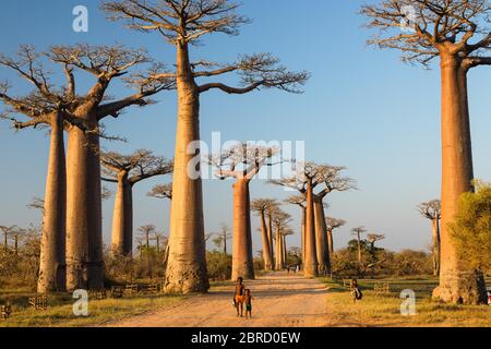 Baobab di Grandidier (Adansonia grandidieri), Bambini che camminano attraverso il viale vicino Morondava, la regione di Menabe, Costa Ovest, Madagascar Foto Stock