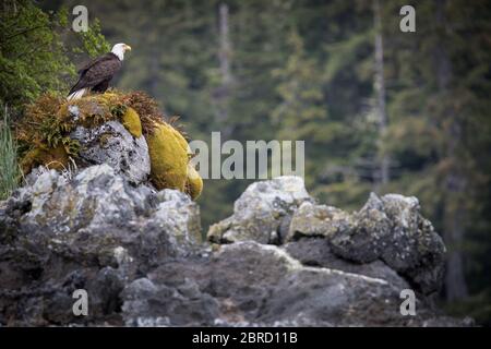 Nel sud-est dell'Alaska, aquila calva, leucosfalo di Haliaetus e altri animali selvatici nelle isole Keku attraggono avventurieri in una piccola crociera su nave. Foto Stock