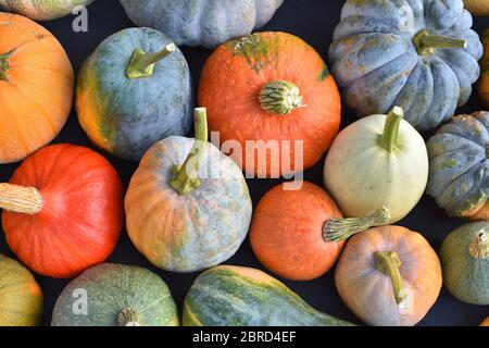 Varietà di zucca e zucca invernale Foto Stock