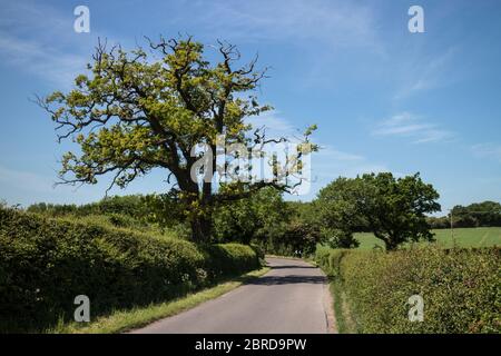 Una corsia di campagna nel Warwickshire, Rouncil Lane, vicino a Beausale, Inghilterra, Regno Unito Foto Stock