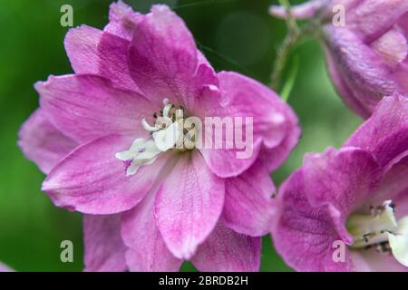 Delphinium elatum excalibur lila rosa, larkspur fiori Foto Stock