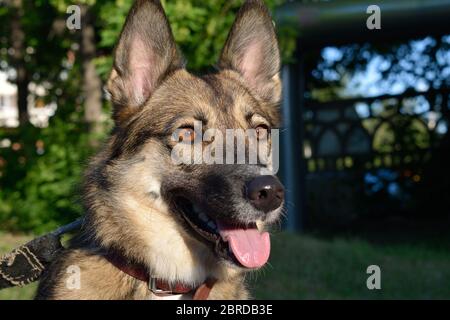 Felice Mongrel cane nel parco Foto Stock