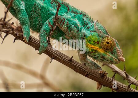 Un camaleonte pantera si bilancia su un ramo Foto Stock