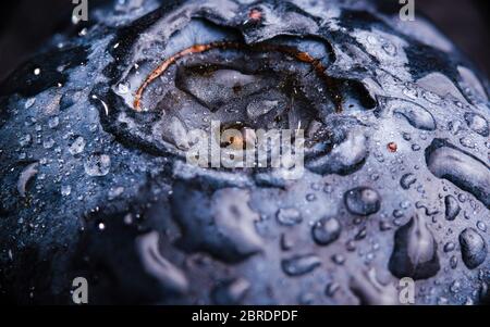 Un mirtillo coperto da gocce d'acqua isolato su sfondo nero. Foto Stock