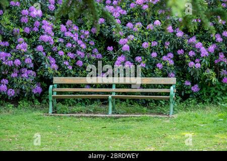 Brentwood Essex 21 maggio 2020 Essex Country Parks aperti al pubblico per la prima volta dall'inizio della chiusura. North Weald Country Park, Brentwood Essex Credit: Ian Davidson/Alamy Live News Foto Stock