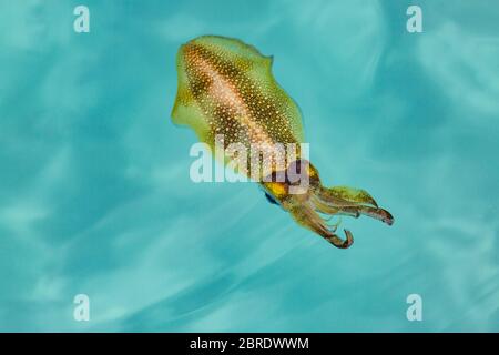 La superficie del mare (sottomarino) Faraone Cepplana (Seppia faraonis) è un cefalopodo, legato a calamari e polpi. Fotografia subacquea. Foto Stock
