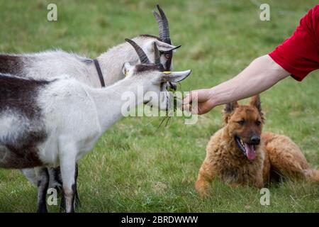 Coltivatore che alimenta due caprini di pavone, cane che gregge che si trova nell'erba Foto Stock