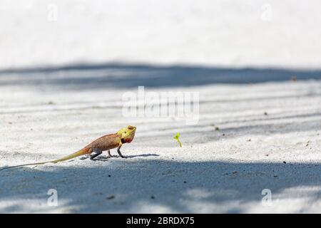 Giardino orientale Lizard, giardino orientale lucertola o variabile lucertola sulla sabbia su sfondo verde in giardino naturale Foto Stock