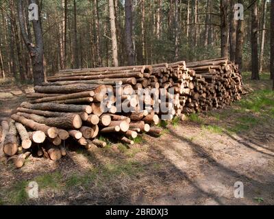 Pali di tronchi in una pineta vicino a Brietlingen, Niedersachsen, Germania. Foto Stock