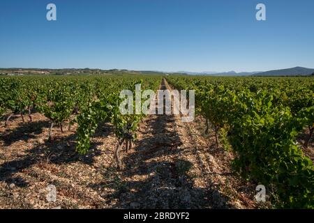 Vigneto che cresce su terreno sassoso al sole estivo a Plan de Dieu, un altopiano tra Rasteau e Sablet nella valle meridionale del Rodano, Francia Foto Stock
