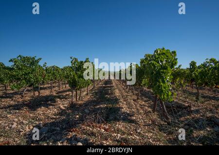 Vigneto che cresce su terreno sassoso al sole estivo a Plan de Dieu, un altopiano tra Rasteau e Sablet nella valle meridionale del Rodano, Francia Foto Stock