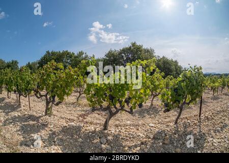 Vigneto che cresce su terreno sassoso al sole estivo a Plan de Dieu, un altopiano tra Rasteau e Sablet nella valle meridionale del Rodano, Francia Foto Stock