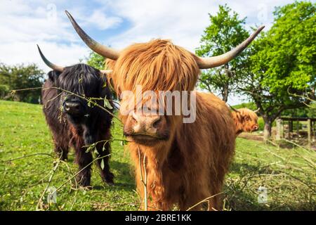 Bestiame dell'altopiano Foto Stock