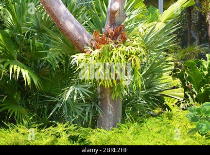 Felce di platycerium che cresce su albero. Piante verdi lussureggianti nel giardino botanico di Miami Foto Stock