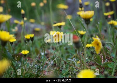 Autunno Hawkbit su campo da vicino o Scorzoneroides autumnalis in estate giorno Foto Stock