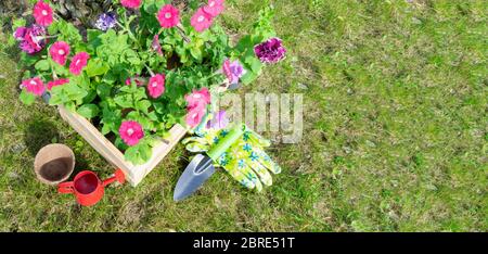 Bella composizione giardino con piante di fiori di petunia in una scatola di legno da giardino o cassa circondata da attrezzi da giardino e accessori contro un verde Foto Stock