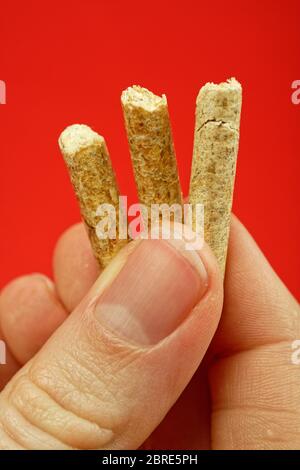 Pellets di legno per riscaldamento nel palmo di una mano Foto Stock