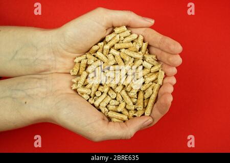 Pellets di legno per riscaldamento nel palmo di una mano Foto Stock