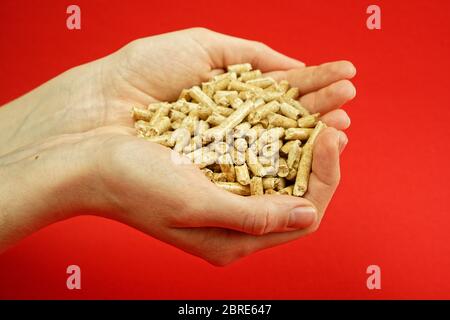 Pellets di legno per riscaldamento nel palmo di una mano Foto Stock