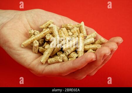 Pellets di legno per riscaldamento nel palmo di una mano Foto Stock