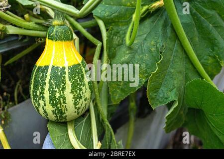 la zucca variegata verde cresce nel giardino sul letto. Pianta di zucca con frutta in un orto. Foto Stock