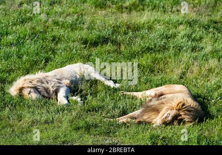 Due leoni, ordinari e bianchi, adagiati sull'erba nel parco safari Foto Stock