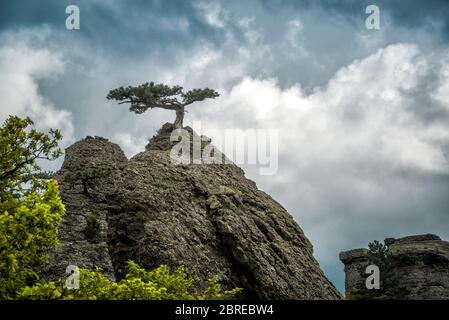 Albero solitario su una roccia nella montagna Demerdji. Paesaggio di Crimea, Russia. Foto Stock