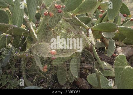 Cactus nopale Chumbera in fiore con ragnatela Foto Stock