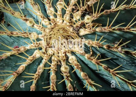 Cilindro blu cactus Ferocactus glaucescens Cactaceae, primo piano in alto, natura astratta sfondo, aspetto orizzontale Foto Stock