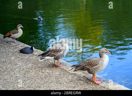 Due oche Greylag, due cuote e un'oca egiziana nel Kelsey Park, Beckenham, Greater London Foto Stock