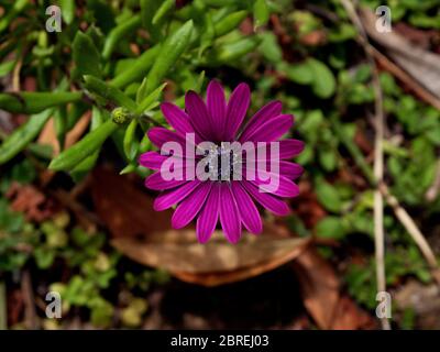 Primo piano immagine di un fiore di Osteospermum Jucundum Foto Stock