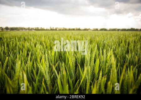 Verdi spighe di grano che ondeggiano nel vento che soffia contro il cielo nuvoloso. Raccolta di grano verde, gondolando gli spikelets. Grano giovane. Foto Stock