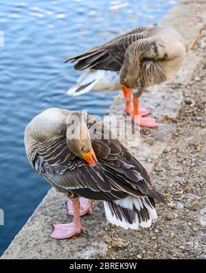 Due oche greylag (Anser anser) che si preparano sul lago a Kelsey Park, Beckenham, Kent, UK. Foto Stock