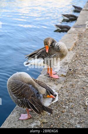 Due oche greylag (Anser anser) che si preparano sul lago a Kelsey Park, Beckenham, Kent, UK. Foto Stock