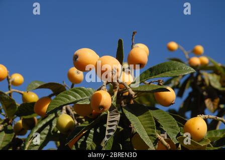 Frutta di nespola che matura sull'albero, anche conosciuto come Nispero o Loquat giapponese Foto Stock