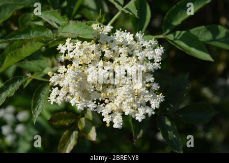 I piccoli fiori bianchi del fiore di Elderflower che crescono in una siedgerow britannica, conosciuta anche come Sambucus nigra, Foto Stock