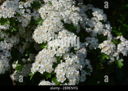 Bellissimi fiori bianchi su un cespuglio di biancospino, conosciuto anche come Crataegus monogyna Foto Stock