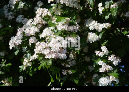 Bellissimi fiori bianchi su un cespuglio di biancospino, conosciuto anche come Crataegus monogyna Foto Stock